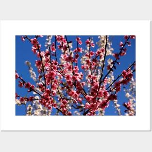 Spring Blossom Posters and Art